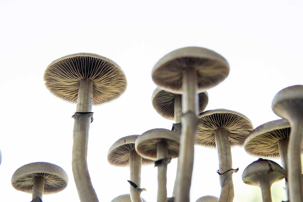 How Long do Magic Mushrooms Last?